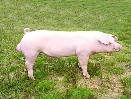 后臀发育的大小并非选购种猪的标准