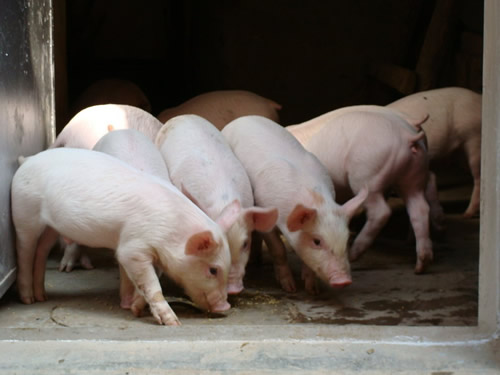 盐会影响猪的养殖吗？